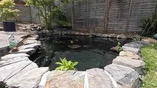 Amazing pond renovation & transformation! 😎😀😍😘