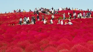 【Autumn leaves】Hitachi Seaside Park. Kochia Carnival. #4K #コキア #ひたち海浜公園 #紅葉