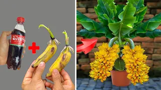 SUPER SPECIAL TECHNIQUE for propagating bananas with coca-cola, super fast growth