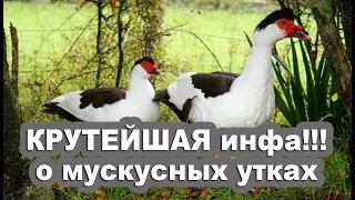 Невероятные окрасы у мускусных уток ЁЩЕ БОЛЬШЕ!! Генетика окрасов. Часть 1 ЛЮБИТЕЛЯМ МУСКУСНЫХ УТОК