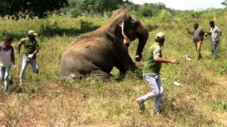 This wild elephant was found with a wound in his leg due to a cable trap| Saving an elephant