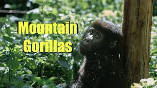 Uganda Expedition: Part 3 - Gorilla Trekking in the Heart of Africa