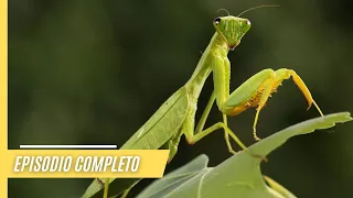 Zumbido Fascinante: Misterios de los Insectos en la Tierra | Episodio Completo