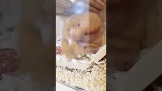 Cute hamster is cleaning itself 😍