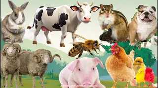 Farm Animal Moments: Bee, Sheep, Chicken, Rabbit, Pig, Goat, Squirrel, Dog, Cow - Animal Videos