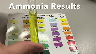 How to test for AMMONIA & NITRITE with your API Freshwater Master Test Kit