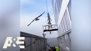 Men ATTACKED by a Falcon While on Scaffolding | Customer Wars | A&E