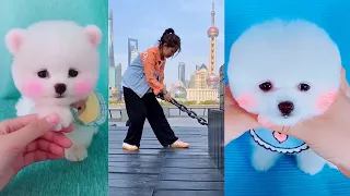 Забавный милый шпиц тик ток Chó Phốc Sóc Mini Tik Tok Funny Pomeranian #5