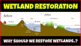 How to Protect and Restore Wetlands? Wetland Restoration Techniques