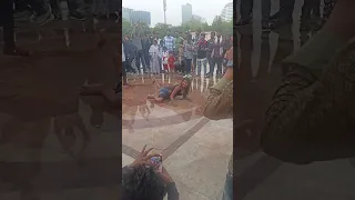 Mayawati Park Noida dance