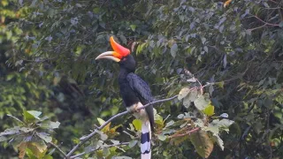 Nikon P1000 Zoom Test Wildlife HORNBILL in the rainforest
