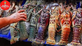 AMAZING GIANT LOBSTERS HATCHERY-INCREDIBLE LOBSTER HARVESTING-LOBSTER MEAT​FACTORY PROCESSING LINE