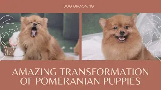 Amazing transformation of Pomeranian puppies | BOY TV