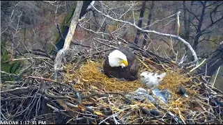 MN DNR ~ E2 Climbs Out Of Nest Bowl! Mom PUSHES E2 Underneath Her To Protect From Cold! 4.6.22