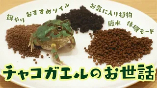【完全版】チャコガエルのソイル飼育・環境紹介🐸