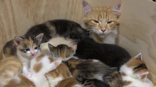 14 Kittens -- A Big Cat Family!