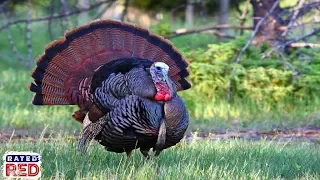 4 Tips for Hunting Turkeys in the Late Afternoon