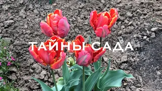 Тюльпаны, сорта которых рекомендую всем. Часть 1