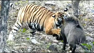 Tiger Attack And Kills That Wild Warthog | Wild & Nature Sightings