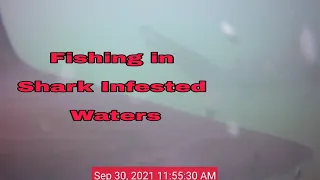 BEACH FISHING SHARK INFESTED WATERS 😱
