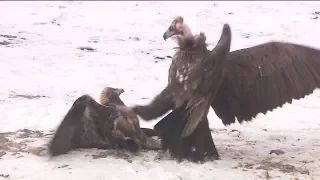 Fighting of Golden Eagle and Cinereous Vulture, Fighting on the ground.