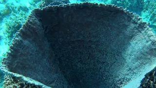 Scuba Diving in Negril Jamaica