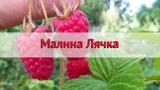 Малина ремонтантная Лячка 🌿 Обзор: посадка и уход. саженцы малины Лячка: описание и особенности