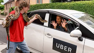 I Tested ‘Pet Friendly’ Ubers With Exotic Animals
