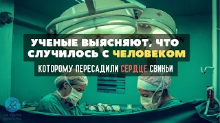 Ученые выясняют, что случилось с человеком, которому пересадили сердце свиньи?