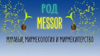 Мессоры, о роде.