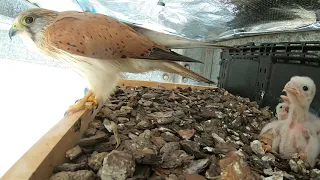 Kestrel Chicks Day 8 - 19th December 2020