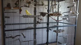 budgie reaction: First time in new cage layout