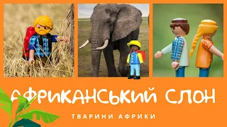 Африканський лісовий слон. Тварини Африки | КоМарко