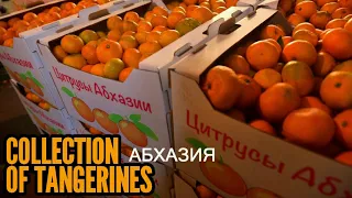 Collecting tangerines in Abkhazia. Сбор мандаринов в Абхазии