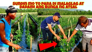 Ito ang Solusyon sa pagkalaglag ng Bunga at Bulaklak ng ATSAL o BELL PEPPER