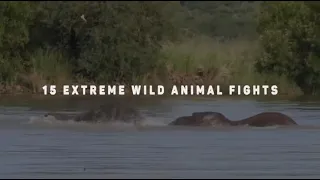 15 Extreme wild Animal fights