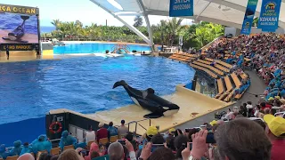 orca show(loro parque)