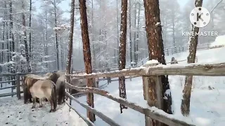 ТАБУН/ЛОШАДЕЙ/осенняя обработка и забой жеребят🐴🐴🐴