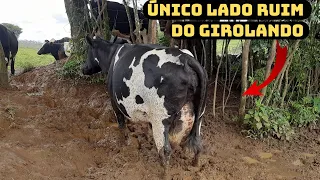 Essa é a maior  DESVANTAGEM da raça GIROLANDO