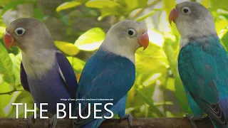 Lovebird Chirping Sounds - The Blues