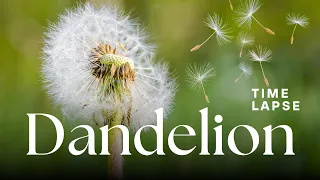 Timelapse: Dandelion Flowers & Puffballs Blooming