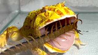 A pacman frog angry at a large centipede【WARNING LIVE FEEDING!!】