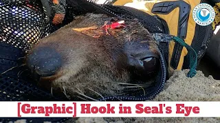[Graphic] Hook in Seal's Eye