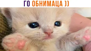 ГО ОБНИМАЦА ))) Приколы с котами | Мемозг 1197