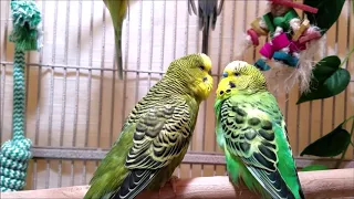 200 Min Budgies Chirping Parakeets Sounds Reduce Stress , Relax to Nature Bird Sounds