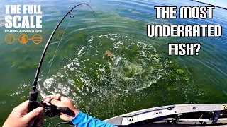 The Most Underrated Fish? | The Full Scale