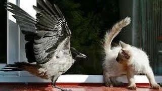 Приколы: Вороны VS Коты-Comedy: Crows VS Cats