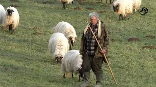 -VUKOVI S GRMEČA UDAVILI TRI OVCE STAROG ČOBANA MLADENA ČUKOVIĆA IZ KOZICE -