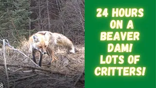 24 hours on a Beaver Dam | Trail cam video