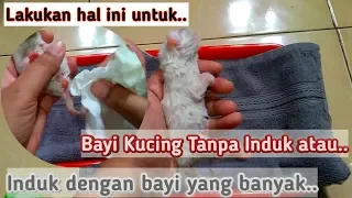 Merawat Anak Kucing Baru Lahir Tanpa Induk / Tips agar bayi kucing sehat